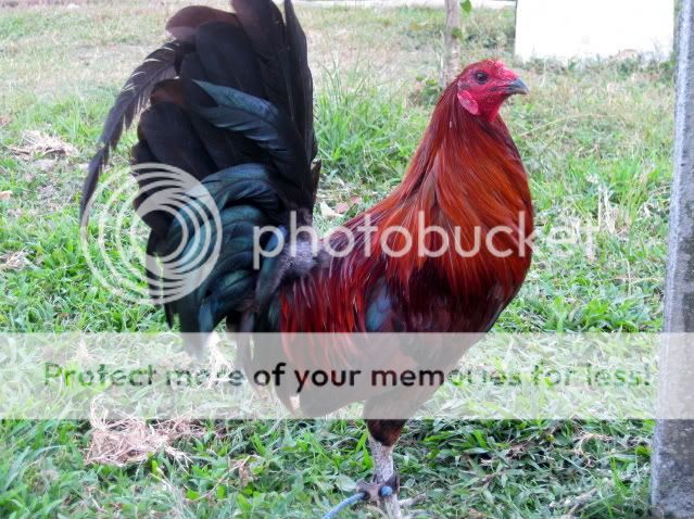 Eslin+Red+Quill+Gamefowl ... .ebay.com/itm/6-Eslin-Red-Quill-Gamefowl-Hatching-Eggs-/190647600325