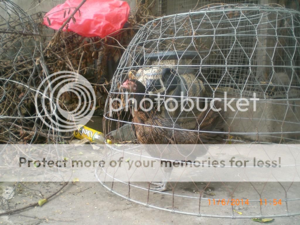 Quận 9 , bán gà tre mỹ - 1