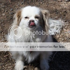 Dog Training