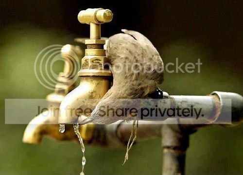 Amazing-Picture-Bird-Drinking-Water.jpg