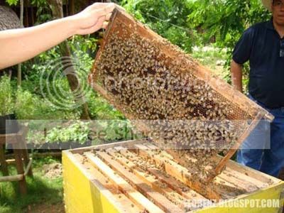 bee1.jpg