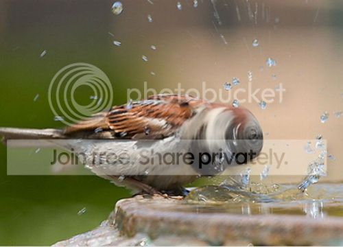 bird-bath1.jpg