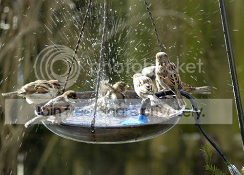 water-birds.jpg
